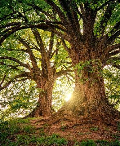 arbre centenaire